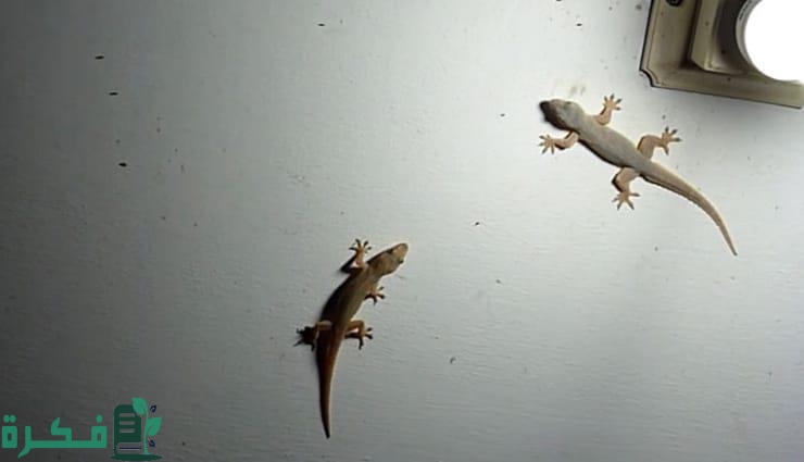 على ماذا يدل وجود السحلية في البيت 3 20210921143223564