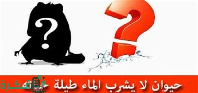 ما هو الحيوان الذي لا يشرب الماء؟