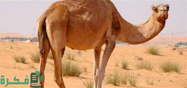 ما هو الحيوان الذي خلق من النار؟