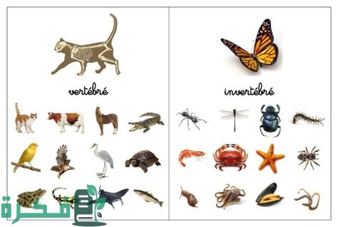 تصنف الحيوانات إلى مجموعتين هما الفقاريات واللافقاريات للأطفال 4 تصنف الحيوانات الى مجموعتين هما الفقاريات واللافقاريات للأطفال