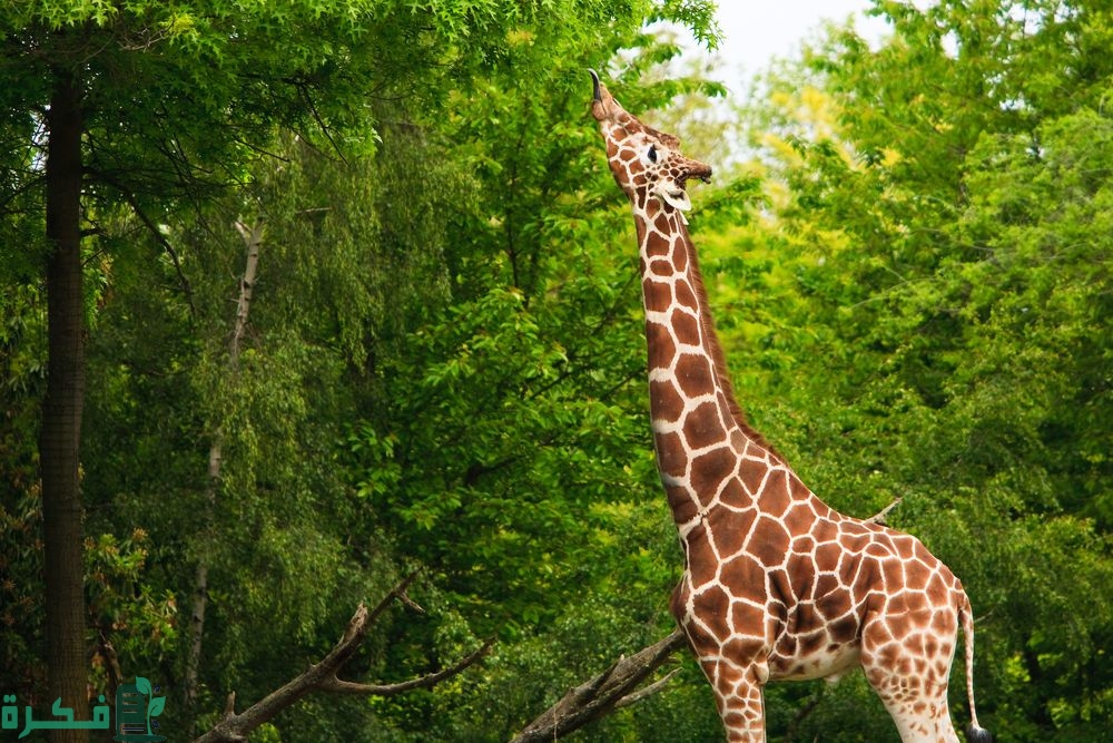 shutterstock 25999153