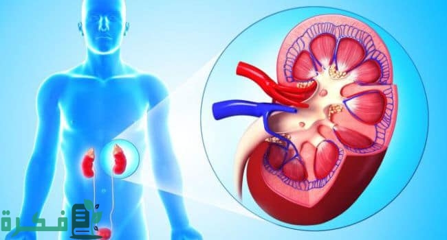 أفضل 5 أعشاب تساعد على تنشيط الكلى