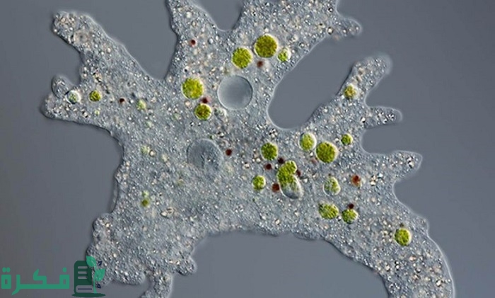 أفضل 5 أعشاب تقتل الأميبا