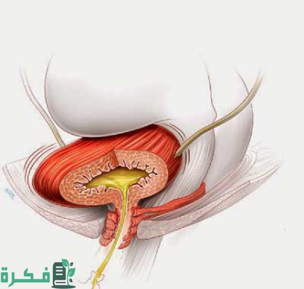 أفضل 5 حبوب دواء لعلاج المثانة العصبية