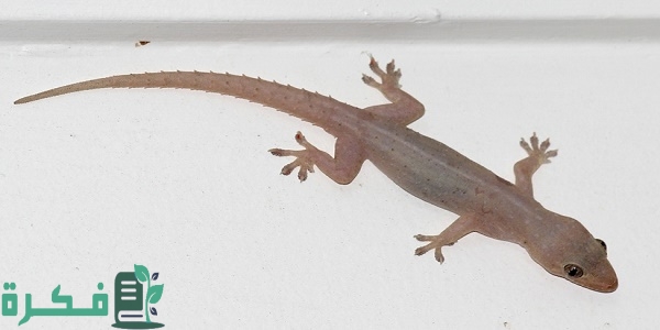 افضل 5 طرق التخلص من الابراص 3 أفضل 5 طرق التخلص من الابراص