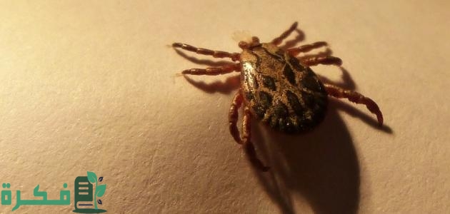 أفضل 5 طرق التخلص من حشرة القراد
