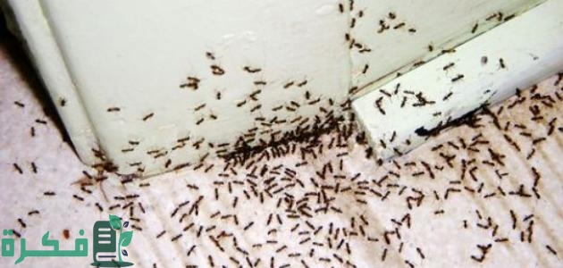 أفضل 5 مبيدات للقضاء على النمل