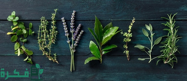 أفضل 5 نباتات طاردة للحشرات