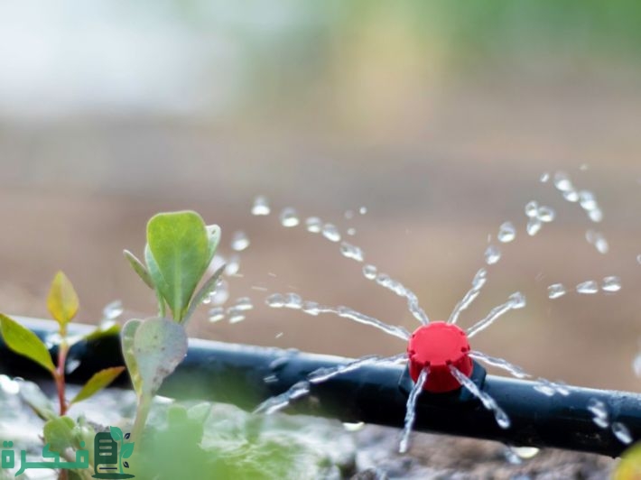 أفضل أنواع خراطيم الري بالتنقيط