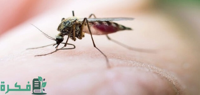 افضل 5 أنواع كريم لإزالة آثار قرص الناموس بالصور 4 أفضل 5 أنواع كريم لإزالة آثار قرص الناموس