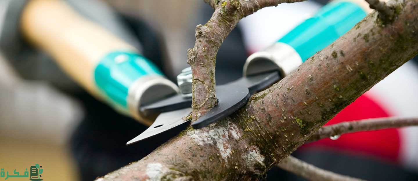 أفضل وقت لتقليم الأشجار