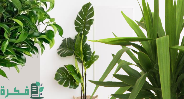 أنواع النباتات الخارجية التي لا تحتاج عناية