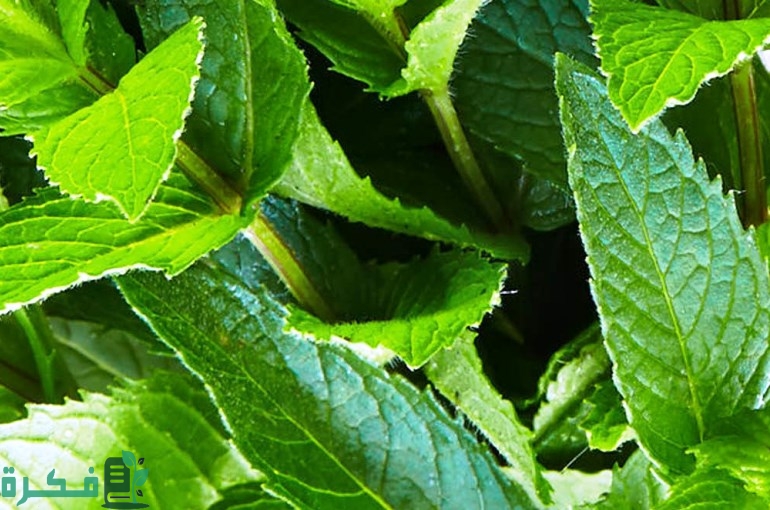 أنواع نبات النعناع