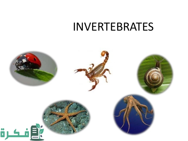 تصنيف الحيوانات اللافقارية