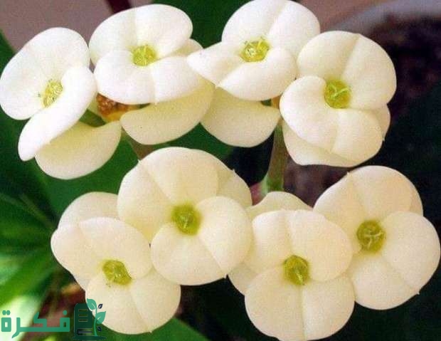 انواع نبات الايفوربيا