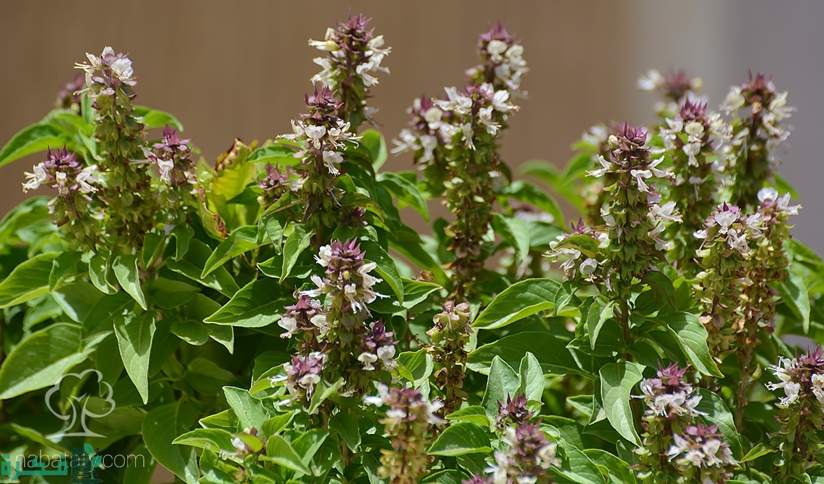 انواع نبات الريحان