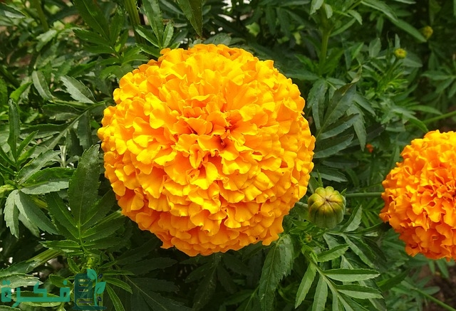 انواع نبات القطيفة