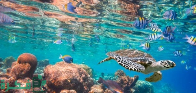 بحث عن الأنظمة البيئية المائية