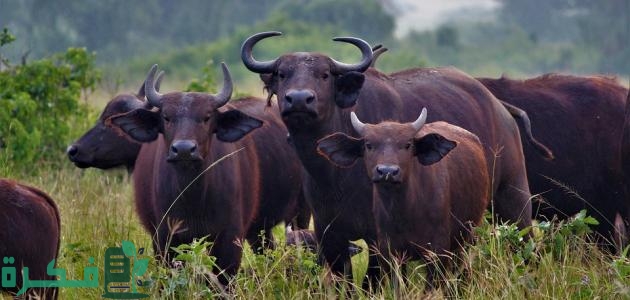 بحث عن التنافس بين الحيوانات 5 بحث عن التنافس بين الحيوانات