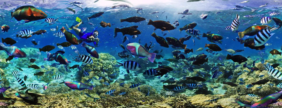 بحث عن الثروة السمكية في الوطن العربي pdf 4 بحث عن الثروة السمكية في الوطن العربي