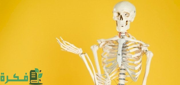 بحث عن الجهاز الهيكلي