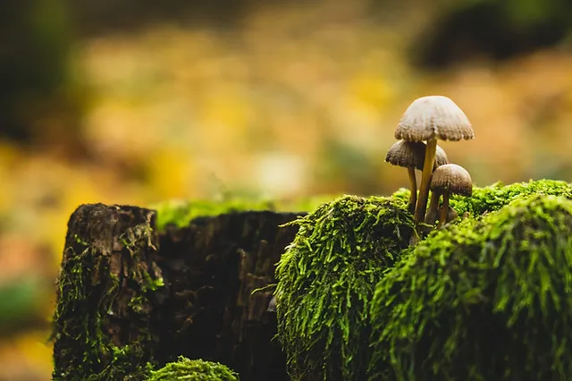 بحث عن الفطريات وانواعها