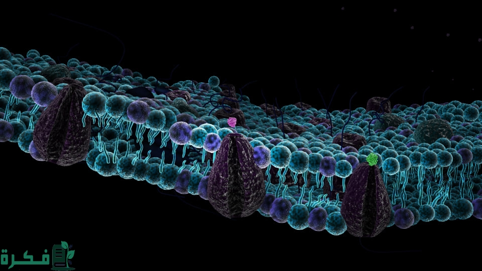 بحث عن انتقال المواد عبر غشاء الخلية 4 بحث عن انتقال المواد عبر غشاء الخلية