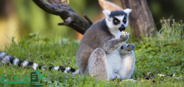 بحث عن حيوان الليمور