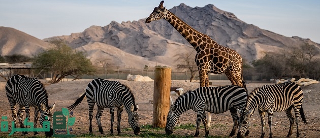 بحث عن زيارة لحديقة الحيوانات