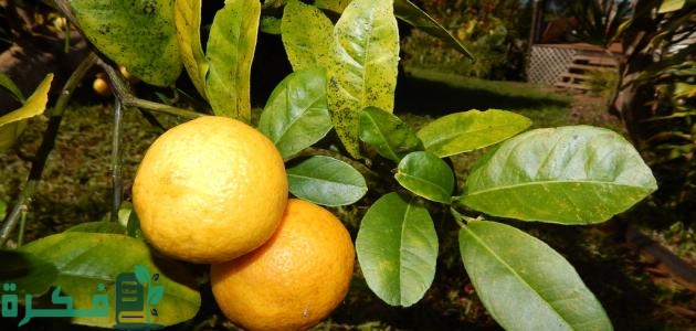 جدول ري الحمضيات