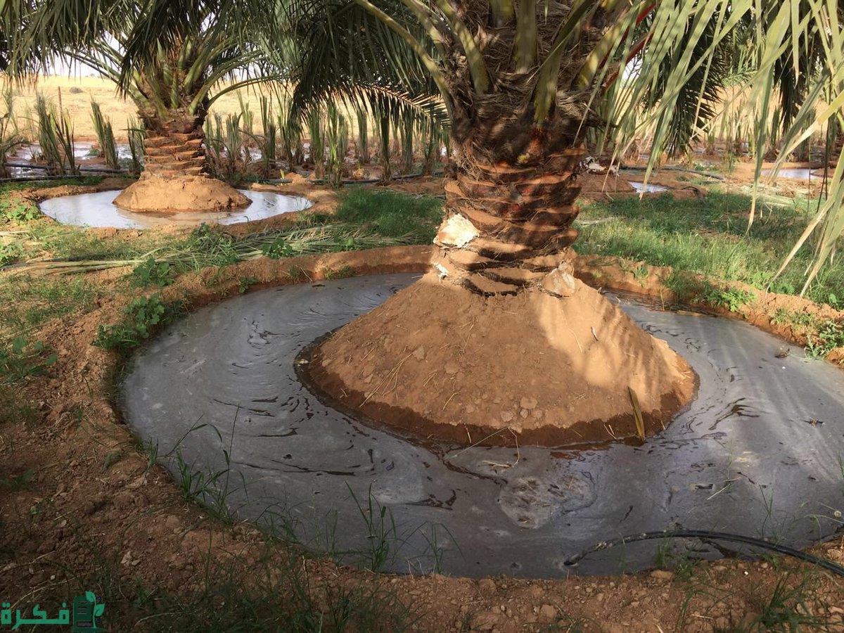 جدول ري النخيل