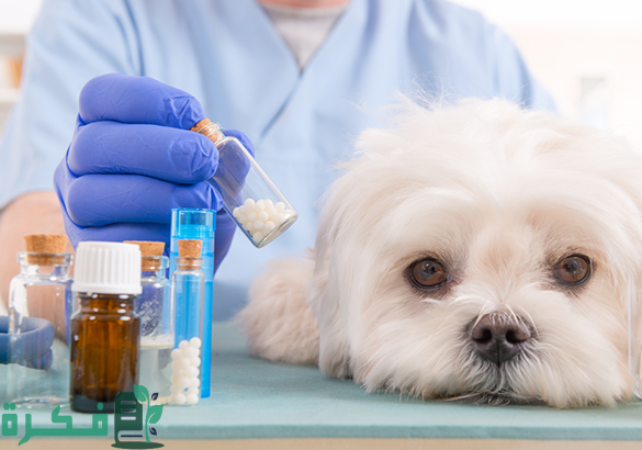 اشهر صيدلية بيطرية في السعودية