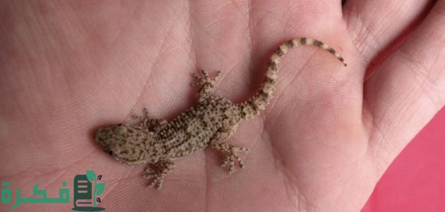 على ماذا يدل وجود الوزغ في البيت