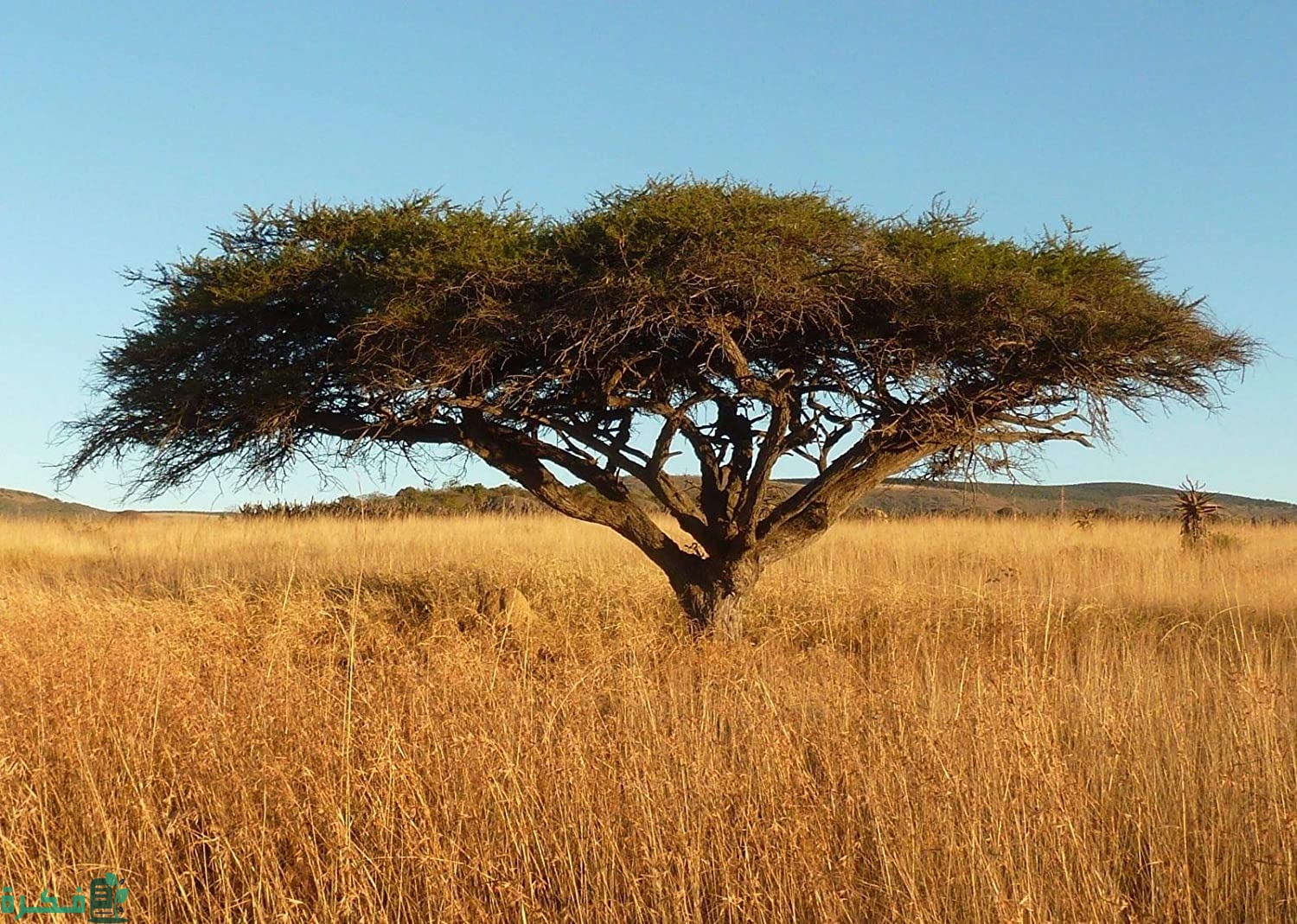 كيفية زراعة بذور شجرة السمر