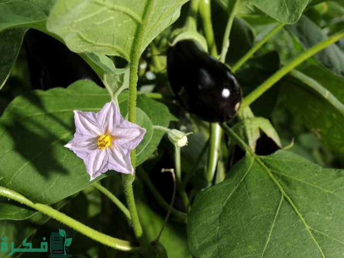 كيفية زيادة إنتاج الباذنجان