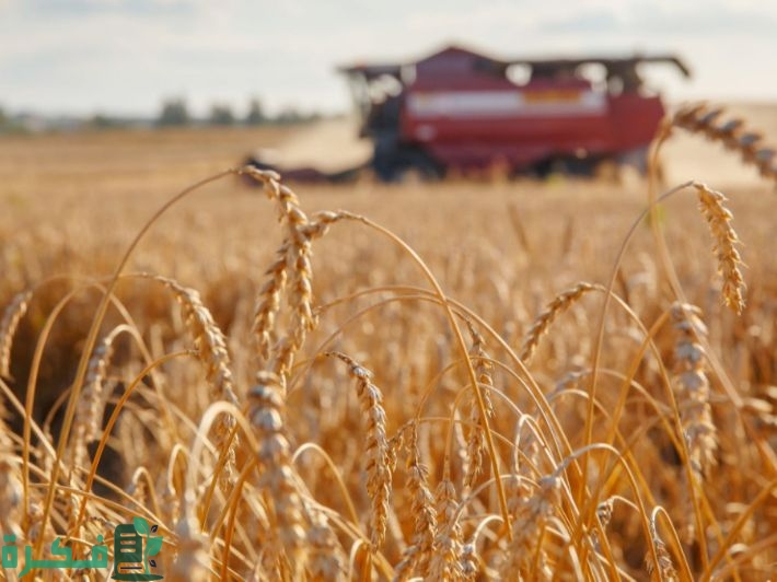 كيفية زيادة إنتاج القمح