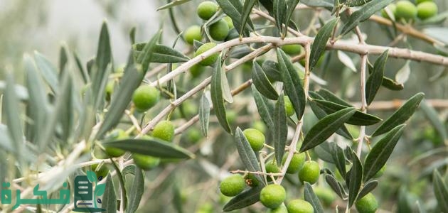 كيفية زيادة إنتاج شجرة الزيتون