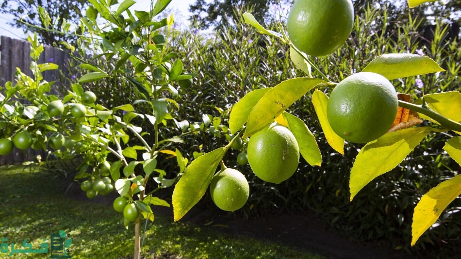 ما هو وقت تقليم الحمضيات