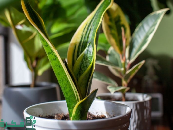 معلومات عن جلد النمر