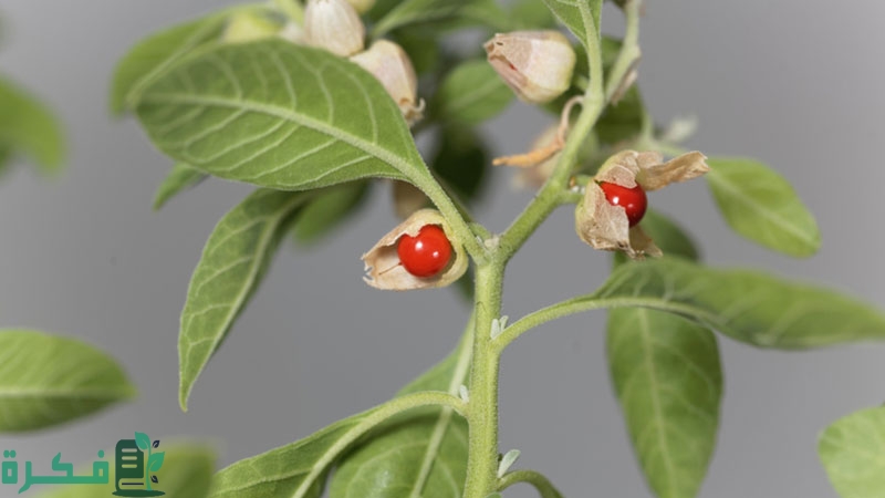 معلومات عن عشبة الاشواجندا