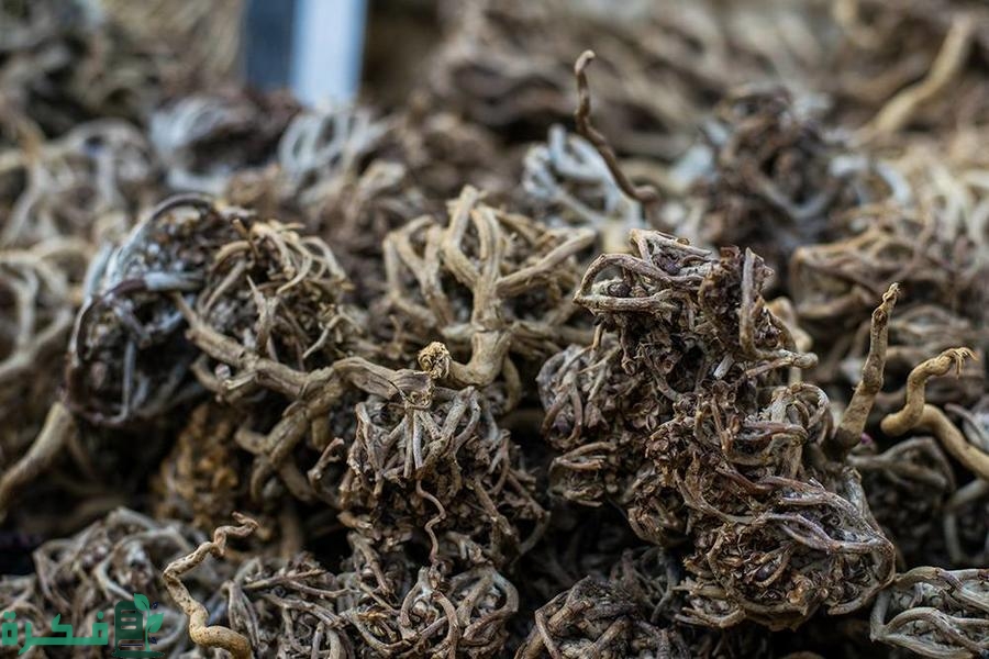 معلومات عن عشبة كف مريم