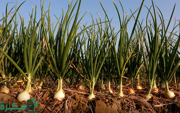 مواعيد ري البصل