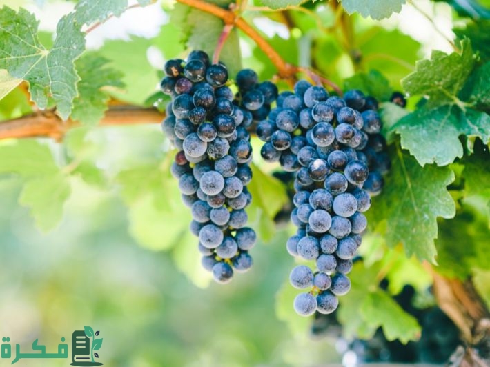 جدول مواعيد ري شجرة العنب 3 مواعيد ري شجرة العنب