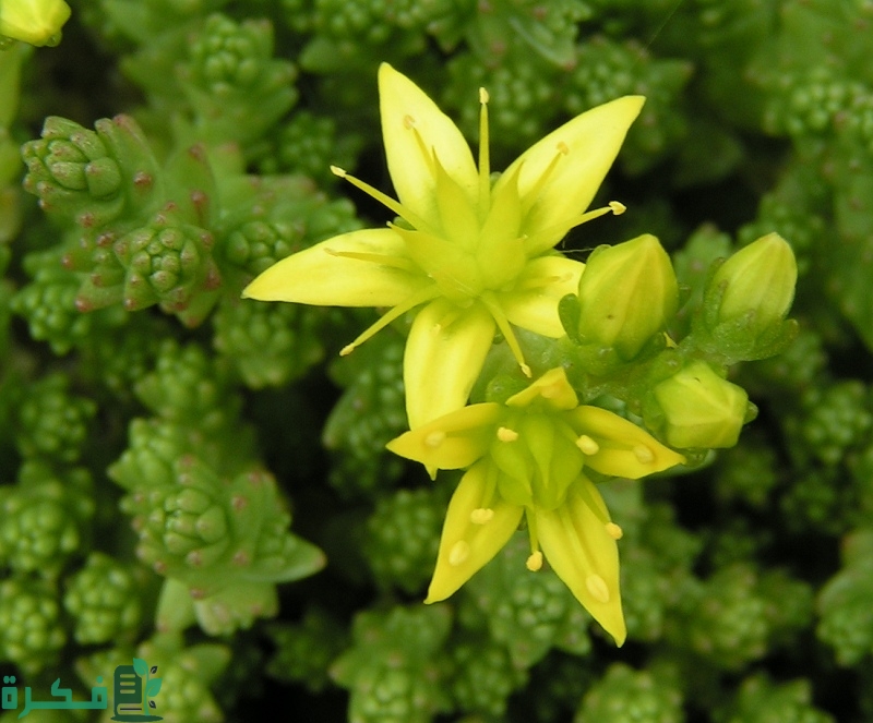 نبات السيدم