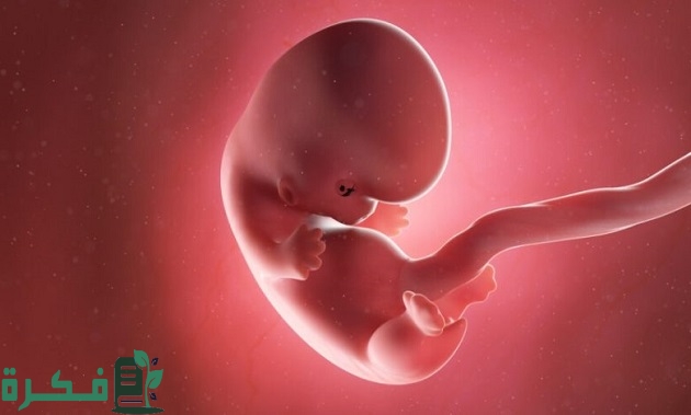 هل حركة الجنين تدل على سلامته من التشوهات
