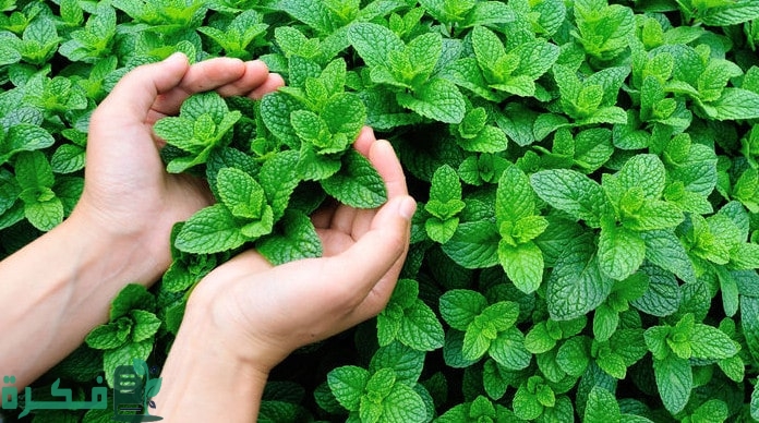 هل يمكن زراعة النعناع في الشتاء