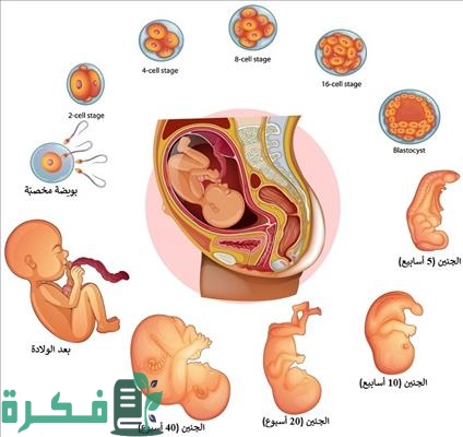 تغيرات جسدية في الشهر التاسع