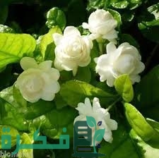 259D25CB C7EB 4BB7 A125 569D65DA3378