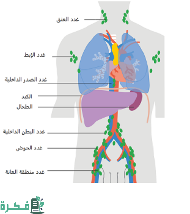 أين توجد الغدد في جسم الإنسان؟