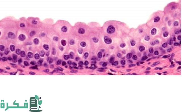 وظائف الأنسجة الطلائية